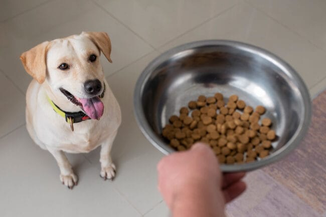 uvajanje nove hrane psu