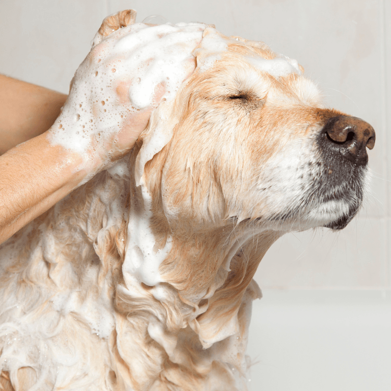 naravna nega kože in dlake pri psih