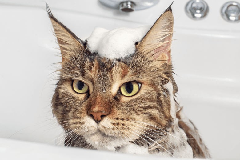 naravna nega psov in mačk