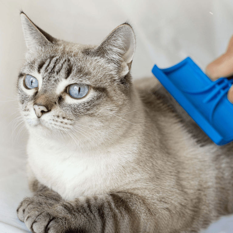 naravna nega psov in mačk