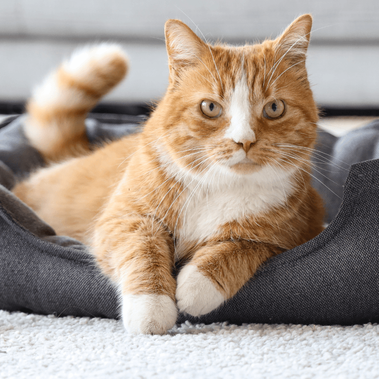 varna naravna nega mačk brez agresivnih sestavin
