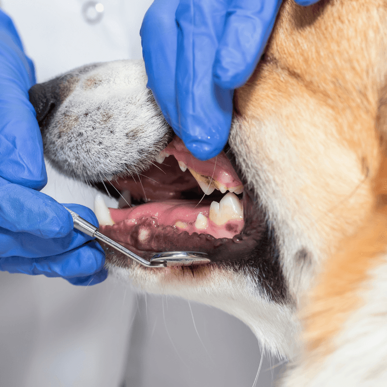 ciscenje zob pes veterinar