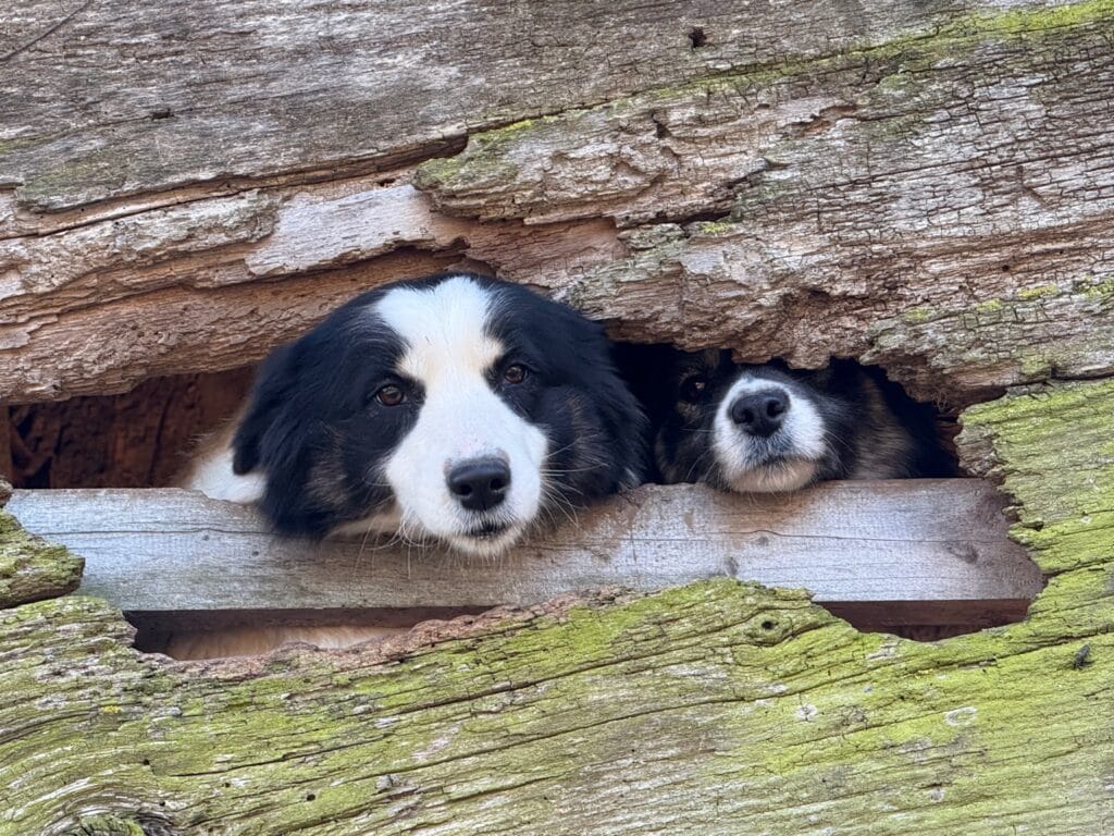 border collie eko poni ranč ogrizek