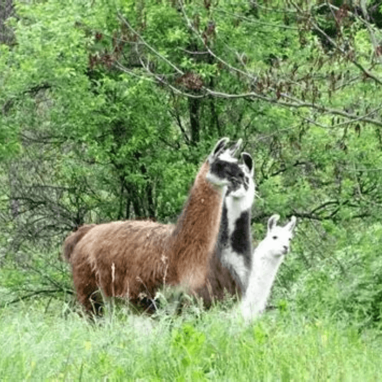 pašnja lam na ranču