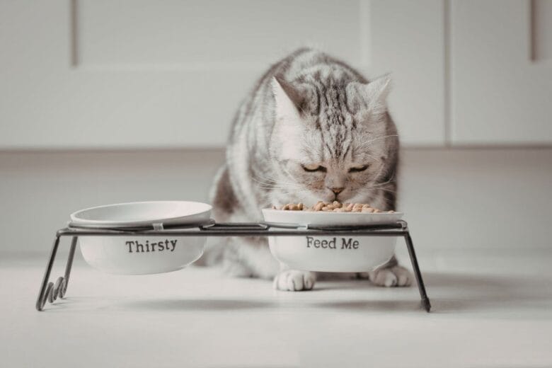 Mačja hrana za občutljivo prebavo