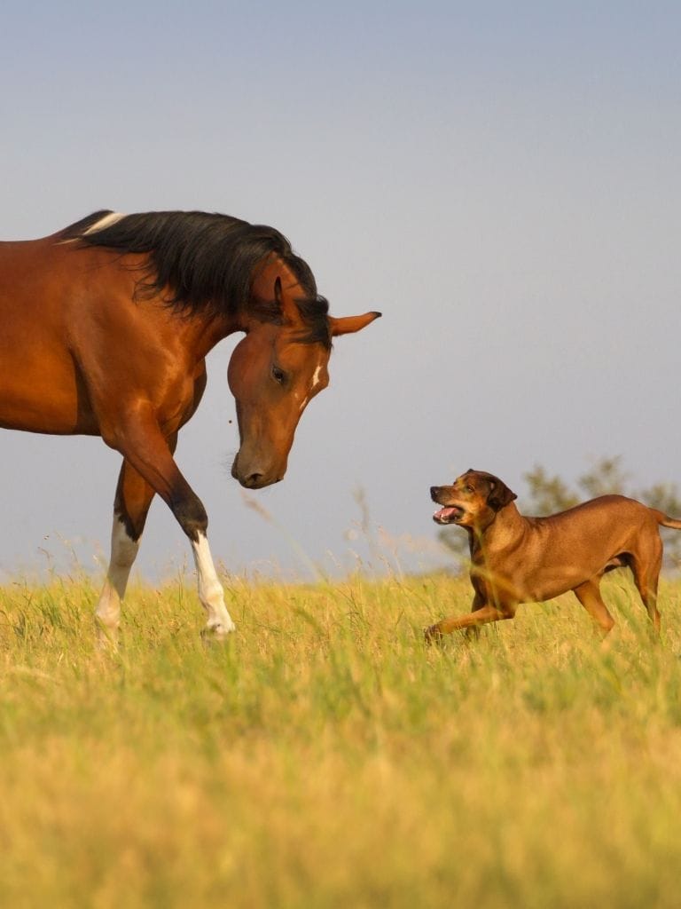 hero poni ranč trgovina mobile