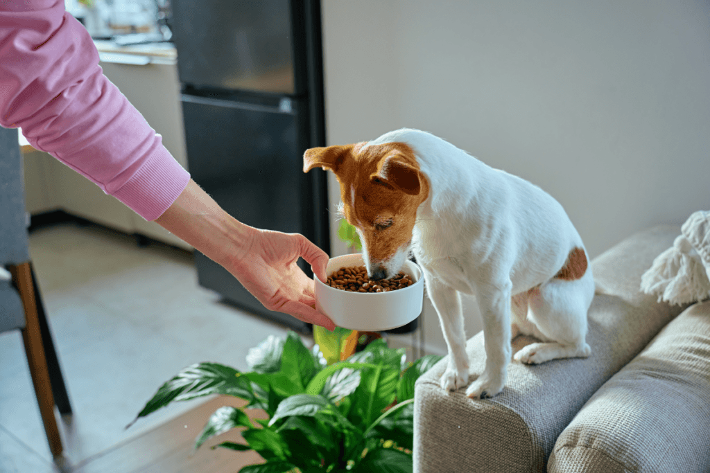 monoproteinska pasja hrana