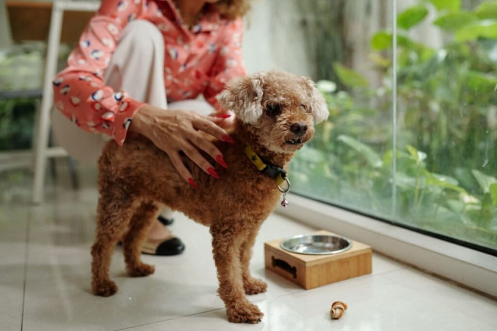 mehko blato pri psu in vpliv prehrane