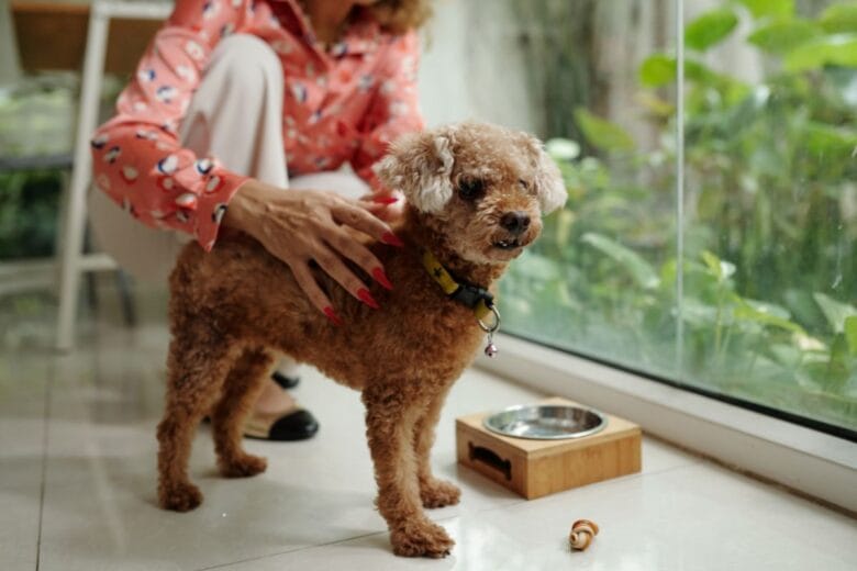 mehko blato pri psu in vpliv prehrane