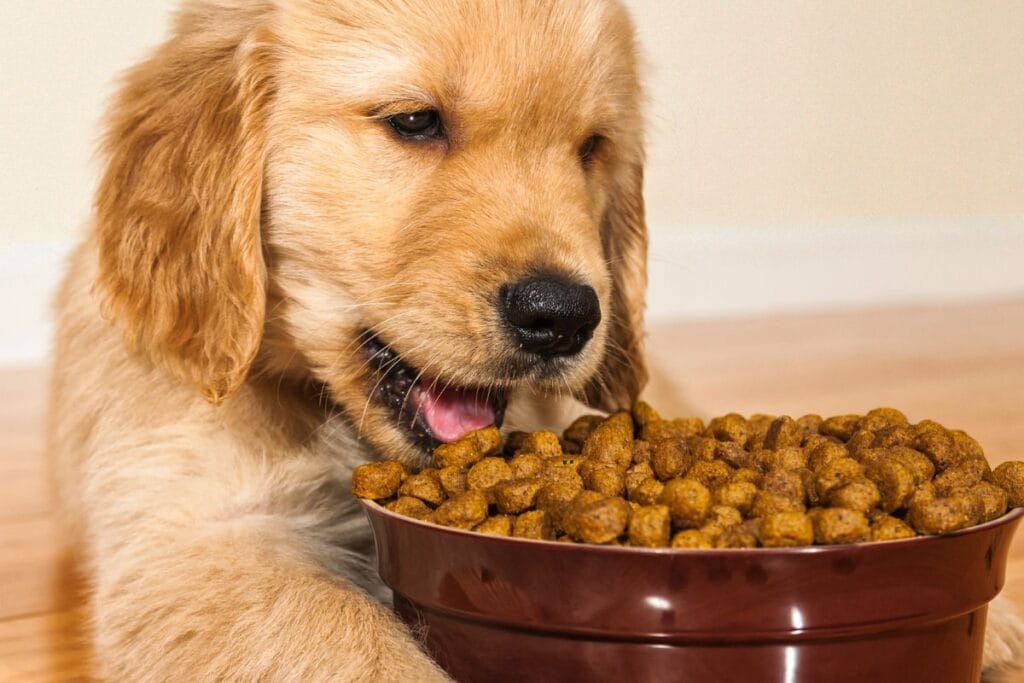 Kdaj mladiček začne jesti brikete