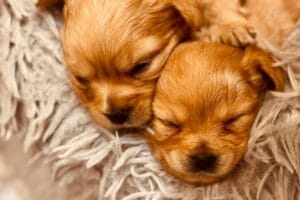 hrana-za-pasje-mladice-kako-izbrati