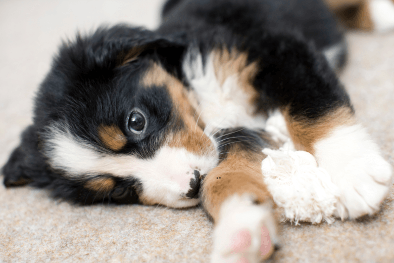 kakovostna hrana za pasje mladiče