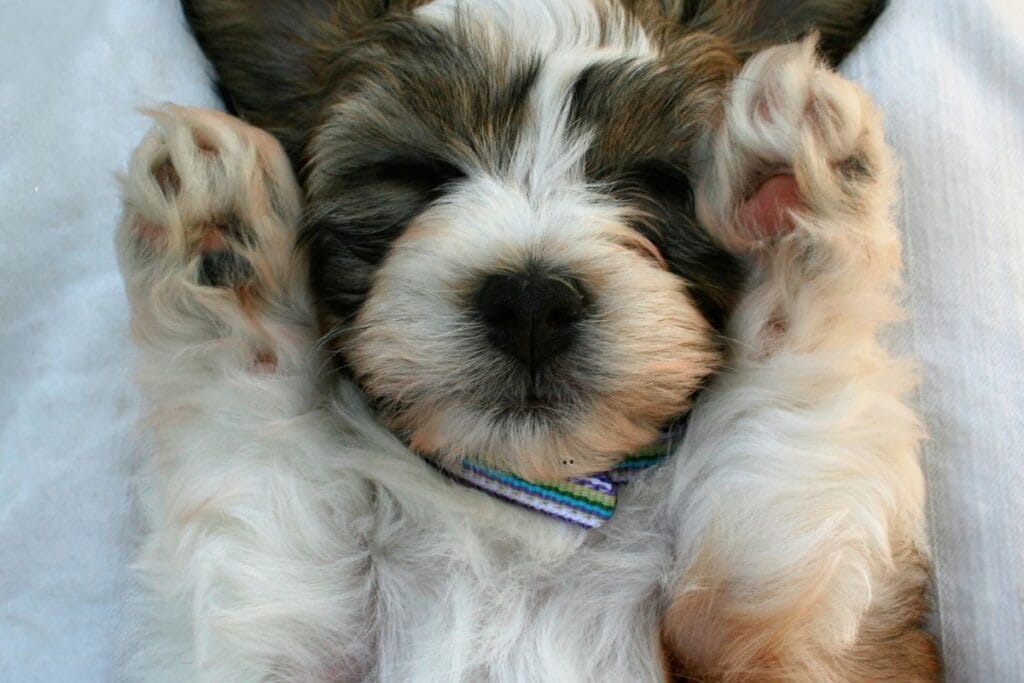 koliko obrokov na dan potrebuje mladiček