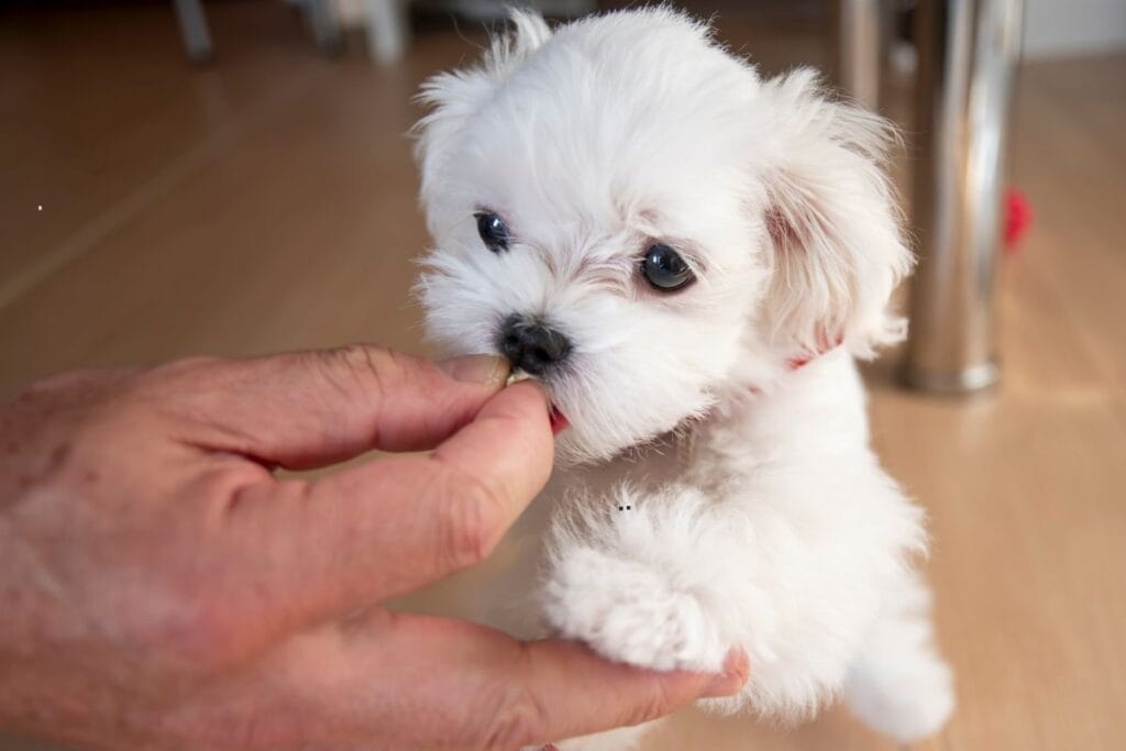 mladiček je hrano za pasje mladiče