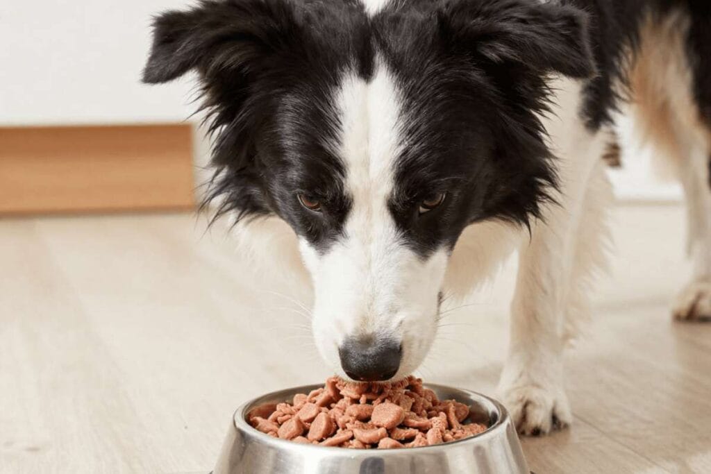 mokra-hrana-za-pse