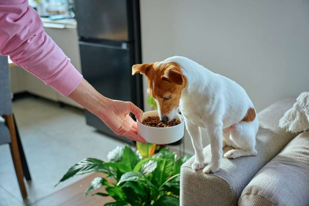 monoproteinska pasja hrana