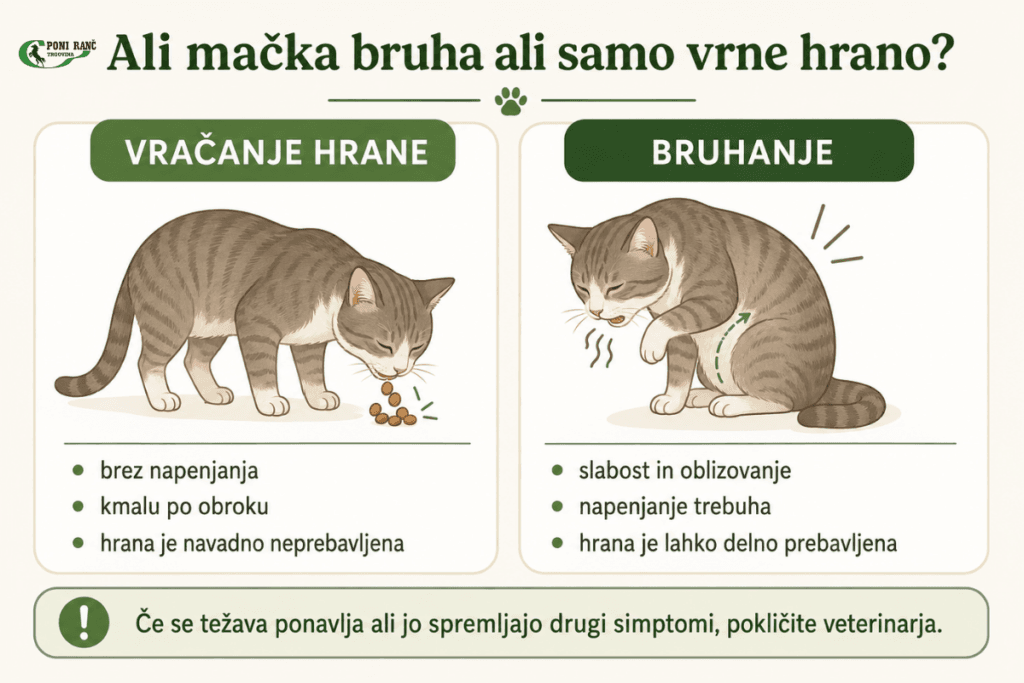 Ali mačka bruha ali samo vrne hrano
