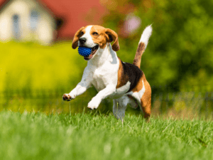 Beagle med tekom po travniku – hrana za pse z jagnjetino in puranom