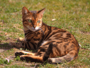 Bengalska mačka in monoproteinska mokra hrana s piščancem