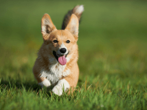 Corgi in mokra hrana za majhne pse z govedino