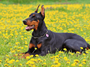 Doberman na travi z mehkimi govejimi priboljški za pse z 99 % govedine