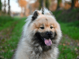 Eurasier na travi z mehkimi puranjimi priboljški za pse z 99 % purana