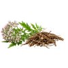 Korenina in cvetovi baldrijana v dodatku Tipaw Calming Bites