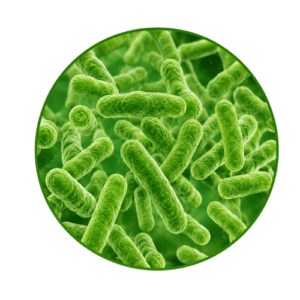 Probiotične bakterije v dodatku Tipaw Digestive Probiotics za pse