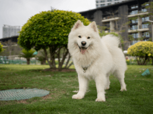 Samojed na travniku – brezžitna hrana z govedino in divjim prašičem za večje pse