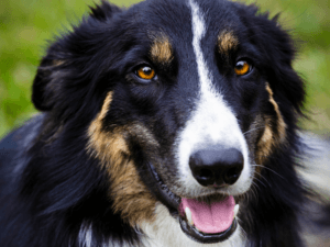 Trikolor border collie in zajčji priboljški za pse