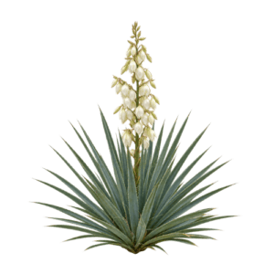 Yucca schidigera kot del recepture hrana za mačke s piščancem