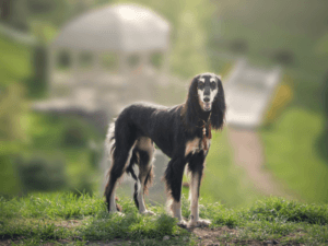 Saluki na travi z mehkimi zajčjimi priboljški za pse z 99 % kunca