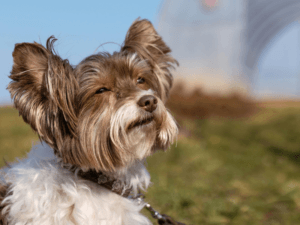 Biewer Yorkshire Terrier in TufTuf mokra hrana s svinjino in krompirjem