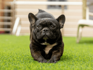 Francoski buldog in TufTuf mokra hrana z govedino in bučo